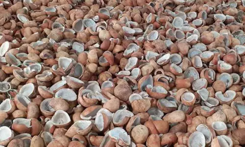 ரூ.49 லட்சத்திற்கு தேங்காய் பருப்பு ஏலம்