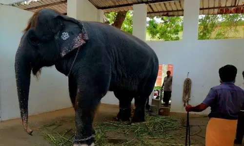 திருச்செந்தூர் கோவில் யானை தெய்வானை நலமாக உள்ளது என அறங்காவலர் குழு தலைவர் அருள்முருகன் தெரிவித்துள்ளார்.