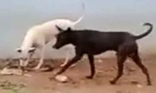 பஸ் நிலையத்தில் சுற்றித்திரியும்தெருநாய்களால் பயணிகள் அவதி