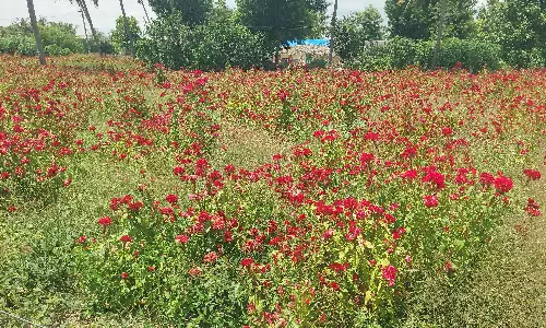 கோழிக்கொண்டை பூ சாகுபடியில் விவசாயிகள் ஆர்வம்