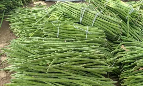 முருங்கைக்காய் ரூ.23-க்கு விற்பனை