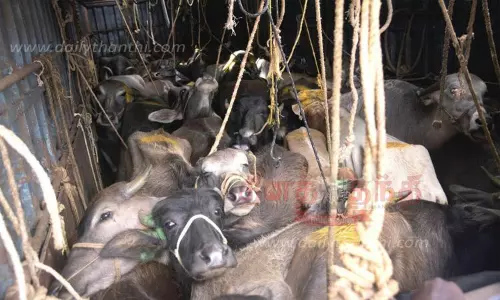 கேரளாவுக்கு 10 கன்டெய்னர்களில் கடத்திய 220 மாடுகள் மீட்பு