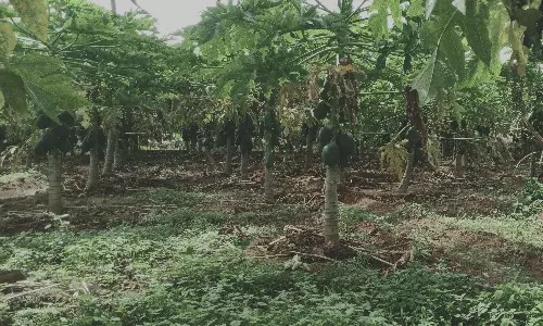 கம்பம் பள்ளத்தாக்கில் பப்பாளி சாகுபடியில் விவசாயிகள் ஆர்வம்