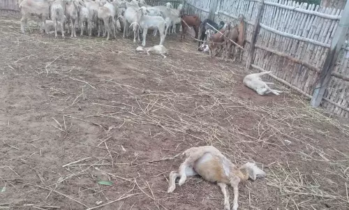 வெறிநாய்கள் கடித்து 6 ஆடுகள் செத்தன