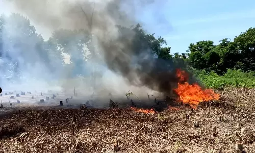 தைல மரக்காட்டில் தீ