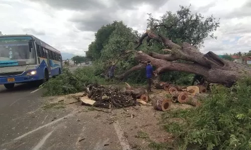 சாலை விரிவாக்க பணிக்கு மரங்கள் வெட்டி அகற்றம்