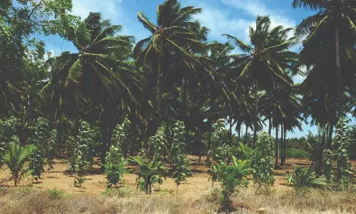 ஊடுபயிராக பாக்கு...வேலிப்பயிராக தேக்கு...