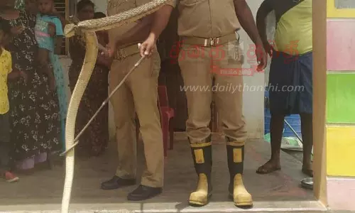 வீடுகளுக்குள் புகுந்த 2 பாம்புகள் பிடிபட்டன
