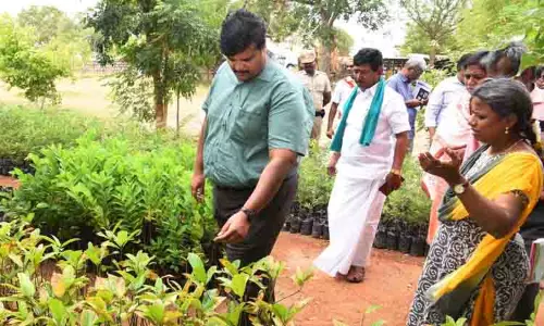 மாவட்டத்தில் முருங்கை நாற்றங்கால் ரூ.65½ லட்சத்தில் அமைப்பு