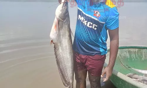 மேட்டூர் பண்ணவாடி பரிசல் துறையில்10 கிலோ எடையுள்ள வாளமீன் சிக்கியது