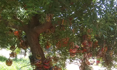 கர்ப்பிணிகள் வழிபடும் வேப்ப மரம்