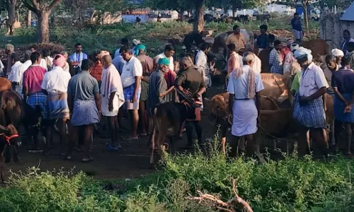 புஞ்சைபுளியம்பட்டி வாரச்சந்தையில்ரூ.1கோடிக்கு கால்நடைகள் விற்பனை