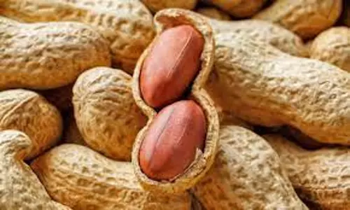 சிவகிரியில்ரூ.10¾ லட்சத்துக்கு நிலக்கடலை ஏலம்