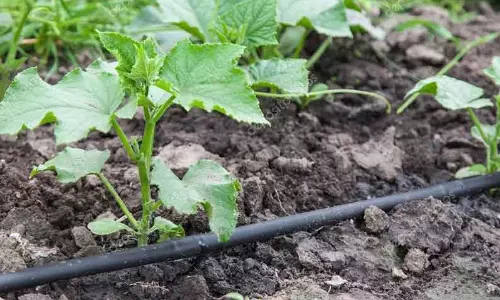 பழமர செடிகள் மானிய விலையில் பெற அழைப்பு