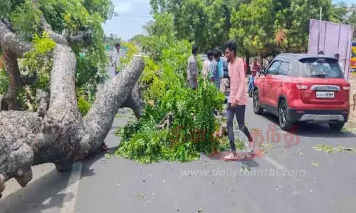 சூறைக்காற்றுக்கு  மரம் சாய்ந்தது