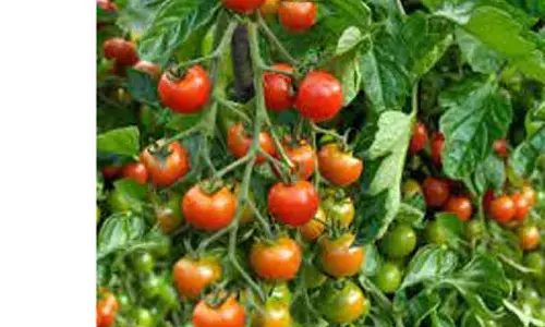 தக்காளி விளைவித்து கண்ணீரை அறுவடை செய்யும் விவசாயிகள்