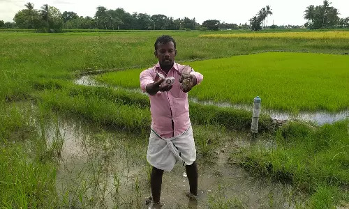 விளை நிலங்களை மதுபாராக மாற்றி வரும் சமூக விரோதிகள்