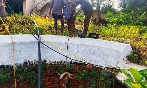 நாய்கள் துரத்தியதில் மான் கிணற்றில் விழுந்து சாவு