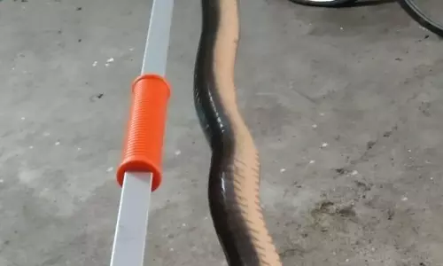 அரசு ஆண்கள் மேல்நிலைப்பள்ளியில் பாம்பு புகுந்ததால் பரபரப்பு