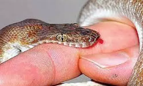 குடிபோதையில் பிடித்த வாலிபரை பாம்பு கடித்தது