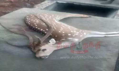 சாலையோரம் செத்து கிடந்த மான்