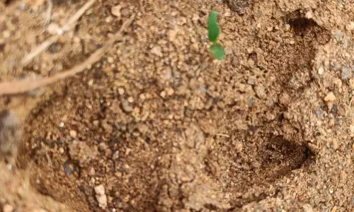 ஓமலூர் அருகேசிறுத்தை புலி நடமாட்டமா? கால் தடங்களை வனத்துறையினர் ஆய்வுகாயங்களுடன் நாய் இறந்து கிடந்ததால் பரபரப்பு