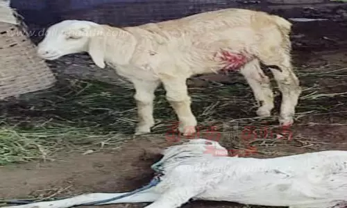 ஈரோடு கருவில்பாறைவலசு பகுதியில் ஆடு-கோழிகளை கடித்துக்கொன்ற தெரு நாய்கள் - கட்டுப்படுத்த பொதுமக்கள் கோரிக்கை