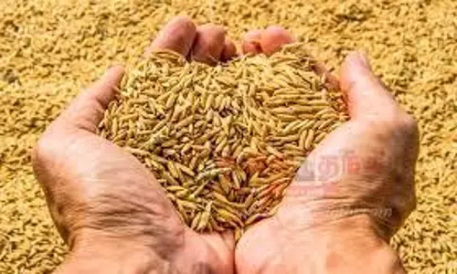 வேளாண்மை விரிவாக்க மையங்களில் பாரம்பரிய நெல் ரக விதைகள் வினியோகம்