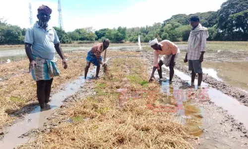 காட்டுப்பன்றிகள்