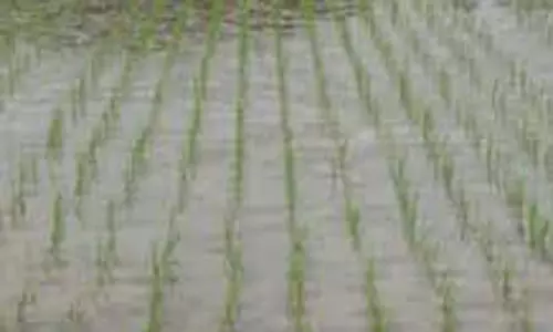 பயிர்களில் நீர் தேங்காதவாறு வடிகால் அமைக்க வேண்டும்