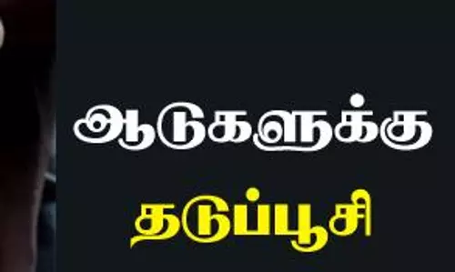 ஆடுகளுக்கான தடுப்பூசி முகாம்