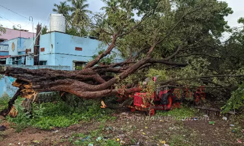 மரம் விழுந்ததில் டிராக்டர் சேதம்