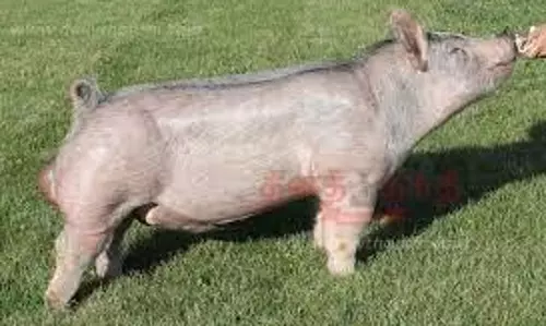 அந்தியூர் அருகே காட்டுப்பன்றி இறைச்சியை சமைத்து சாப்பிட்ட10 பேருக்கு ரூ.1 லட்சம் அபராதம்