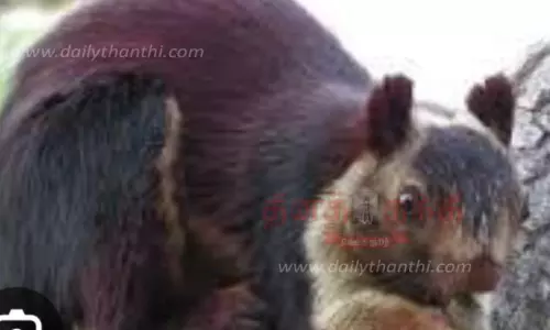 திருச்சிக்கு கடத்தி வரப்பட்ட அரியவகை அணில்கள் திருச்சிக்கு கடத்தி வரப்பட்ட அரியவகை அணில்கள்