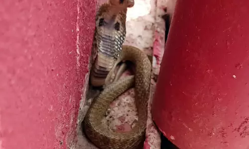 கருங்கல்பாளையம்போலீஸ் நிலையத்துக்குள் பாம்பு புகுந்ததால் பரபரப்பு