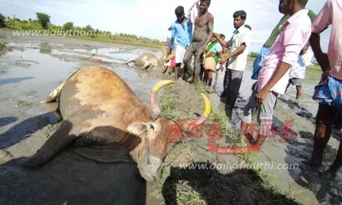 மின்சாரம் தாக்கி 2 உழவுமாடுகள் பலியான பரிதாபம் மின்சாரம் தாக்கி 2 உழவுமாடுகள் பலியான பரிதாபம்