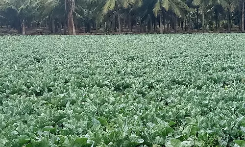 காலிபிளவர் சாகுபடியில் விவசாயிகள் ஆர்வம்