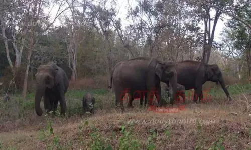 வாலிபரை காட்டு யானைகள் துரத்தியதால் பரபரப்பு