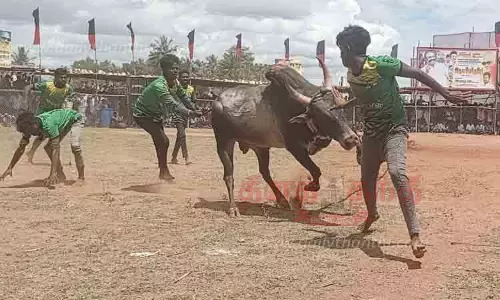 திருப்பத்தூரில் வடமாடு மஞ்சுவிரட்டு திருப்பத்தூரில் வடமாடு மஞ்சுவிரட்டு