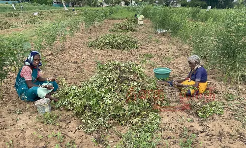 வேப்பனப்பள்ளி பகுதியில்நிலக்கடலை அறுவடை பணி தீவிரம் வேப்பனப்பள்ளி பகுதியில்நிலக்கடலை அறுவடை பணி தீவிரம்