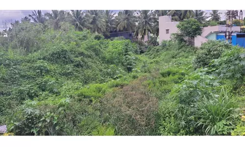 புதர் மண்டிய கால்வாயால் சாலைகள், குடியிருப்புகளில் வெள்ளம் புகும் அபாயம் புதர் மண்டிய கால்வாயால் சாலைகள், குடியிருப்புகளில் வெள்ளம் புகும் அபாயம்