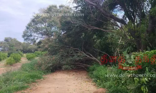 கீழ்பவானி வாய்க்கால் கரையில் விழுந்த மரம்; அகற்ற பொதுமக்கள் கோரிக்கை