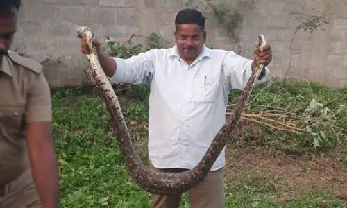 ஷூ கம்பெனி குடோனில் மலைப்பாம்பு மீட்பு ஷூ கம்பெனி குடோனில் மலைப்பாம்பு மீட்பு