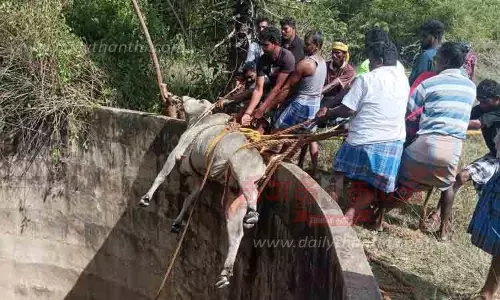 கிணற்றில் தவறி விழுந்த காளை மீட்பு
