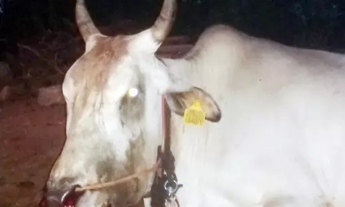 நாட்டு வெடி வெடித்ததில் பசுமாடு படுகாயம் நாட்டு வெடி வெடித்ததில் பசுமாடு படுகாயம்