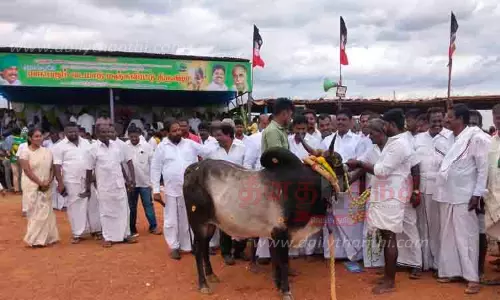 வடமாடு மஞ்சுவிரட்டு வடமாடு மஞ்சுவிரட்டு