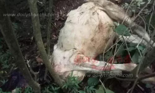 மாடுகளை அடித்து கொன்ற புலியை பிடிக்காவிட்டால் போராட்டம் மாடுகளை அடித்து கொன்ற புலியை பிடிக்காவிட்டால் போராட்டம்