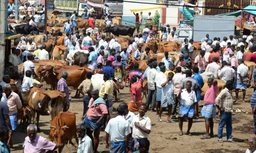 பொய்கை வாரச்சந்தையில் விற்பனைக்கு குவிந்த மாடுகள்