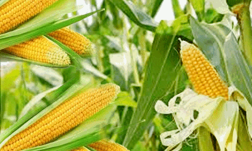 வெளிச்சந்தையில் விலை அதிகம் உள்ள விளைபொருட்கள் என்னென்ன?