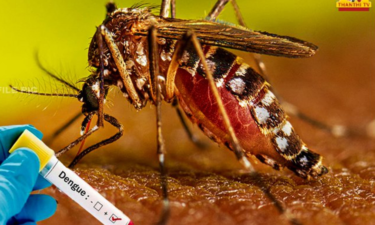 கும்பகோணத்தில் 13 பேருக்கு டெங்கு காய்ச்சல் உறுதி